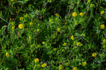 Trifolium campestre or hop trefoil flower, close up. Yellow or golden clover with green leaves. Wild or field clover is herbaceous, annual and flowering plant in the bean or legume family Fabaceae