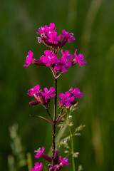 Silene viscaria, Viscaria vulgaris, Caryophyllaceae. Wild plant shot in summer