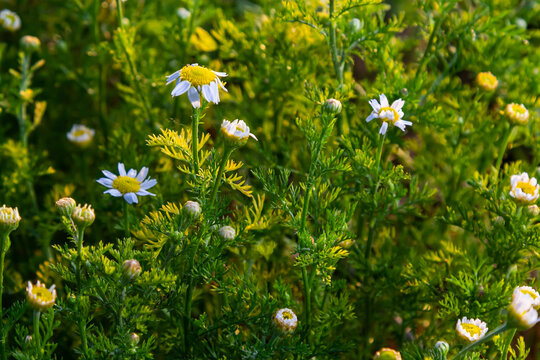 Tripleurospermum inodorum, wild chamomile, mayweed, false chamomile, and Baldr's brow, is the type species of Tripleurospermum
