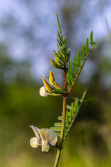 A large yellow vetch or big flower vetch. Vicia grandiflora. Wild plant shot in the spring