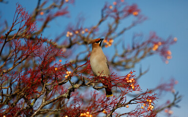 Waxwings feasting on winter berries