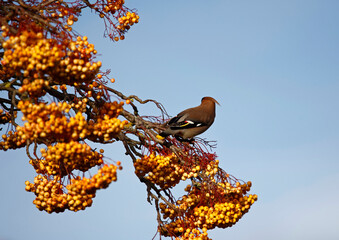 Waxwings feasting on winter berries