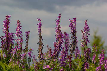 Fototapeta premium Vetch, vicia cracca valuable honey plant, fodder, and medicinal plant. Fragile purple flowers background. Woolly or Fodder Vetch blossom in spring garden