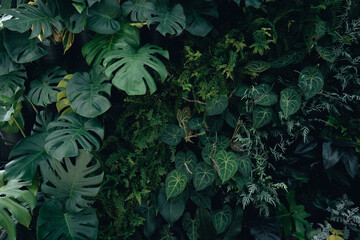 Green leaf texture,tropical leaf texture and dark leaf background