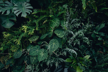 Green leaf texture,tropical leaf texture and dark leaf background