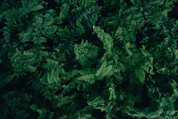Fototapeta na wymiar Green leaf texture,tropical leaf texture and dark leaf background
