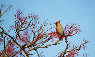 Waxwings feasting on winter berries