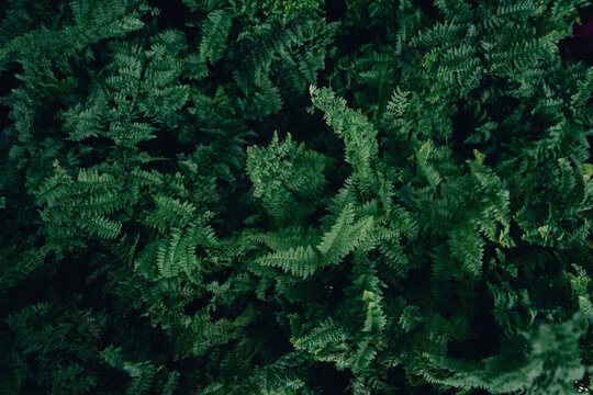 Green leaf texture,tropical leaf texture and dark leaf background © artrachen