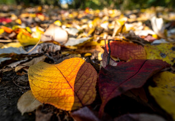 Yellow autumn leaves on the ground in the forest in close-up.