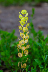 Field pennycress, Thlaspi arvense is an edible plant used in salads. Their seeds are sometimes used as a spice, mostly for meat. Nowadays it is almost forgotten spice used in previous centuries