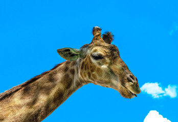 A giraffe's head on a blue sky background.