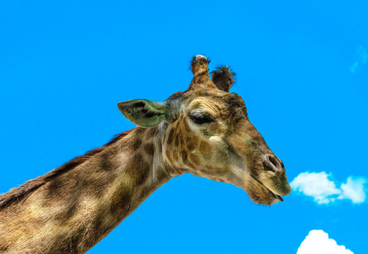 A giraffe's head on a blue sky background.