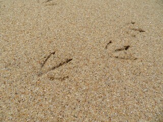 footprint of seagull in sand
