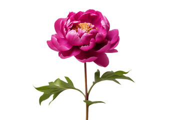 A Solo Peony Portrait On Transparent Background