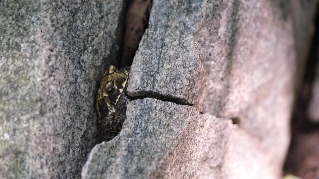 Natterjack toad (Epidalea calamita) resting in a crack between rocks in the forest on a sunny day