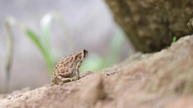 Shallow focus shot of Natterjack toad (Epidalea calamita) sitting on a rock in the forest