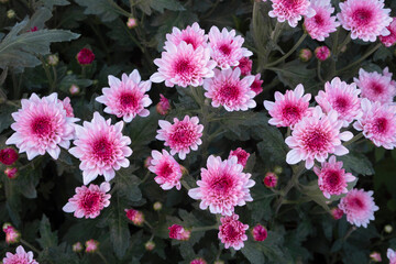 Soft pink chrysanthemum with dark pink center in a flower garden.