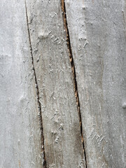 Faded wood texture. Vintage wood background. Old wood texture