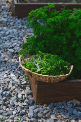 growing and harvesting parsley in veggie garden. Natural country life and healthy organic food