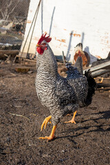 A gray rooster poses for the camera in a chicken coop.
