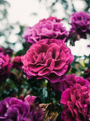 Roses in the garden