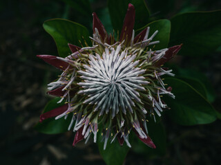 Protea flower