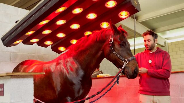 Horse under red lights of solarium in a rehabilitation center with the company of a veterinary
