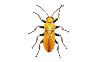 Majestic Soldier Beetle on Transparent Background