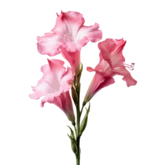 Foto op Plexiglas Gladiolus flower isolated on transparent background © Tohamina
