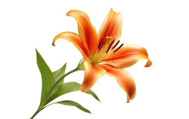 Blossoming Orange Lily On Transparent Background
