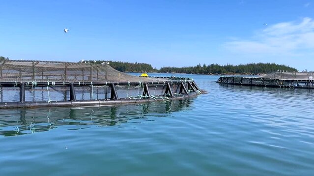 Sustainable Seafood Production. Close View of Floating Fish Pens in the Ocean with Birds Flying on a Sunny Day. Responsible Farm Raised. Aquaculture. Food Security. Cinematic, Full HD. 