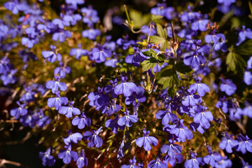 Fototapeta premium Garden flowers of different colors and sizes