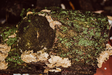 Stump with green moss and leaves in the forest