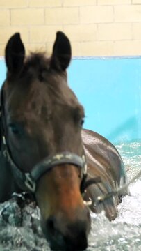 Horse during a hydrotherapy on a water treadmill inside a pool