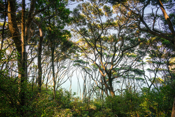 Obraz premium Trees at the cliff top at Kauri Point Centennial loop track. Auckland.