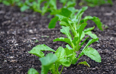 Young lettuce growing in the field