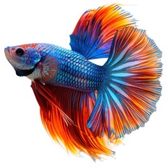 Fototapeta premium Rhythmic Betta Fish Siamese Fighting Splendens On White Background, Illustrations Images