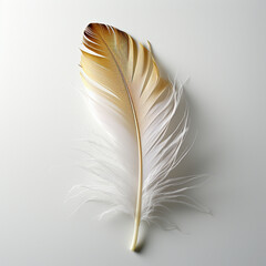 a feather on a white background