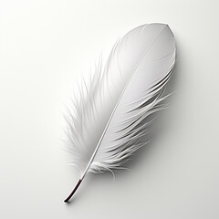 a feather on a white background