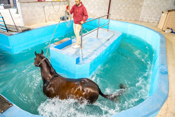 Horse walking during a hydrotherapy on a water treadmill
