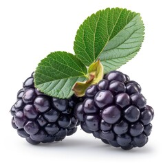Mulberry Berry On White Background, Illustrations Images