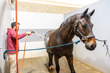 Man washing a horse with water in a rehabilitation center of hydrotherapy