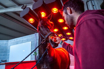 Horse drying under the lights of an equestrian solarium