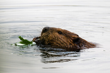 Eating Beaver in Dawson, Yukon territory, Canada © Ji
