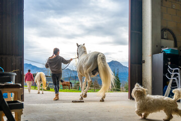 People walking with horses on a ranch