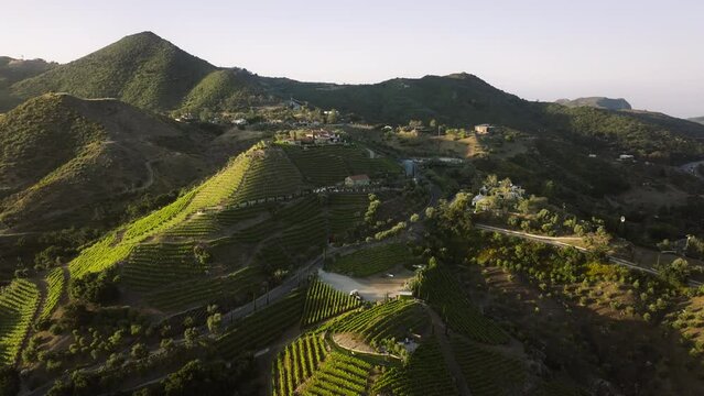 Panoramic view of private villas surrounded green Santa Monica mountains, Los Angeles suburban, California, USA. Vineyard plantations growing on mountain hills. Winery countryside in sunset light