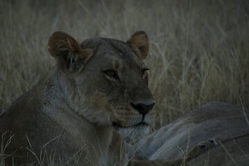 lioness laying next to sister lioness