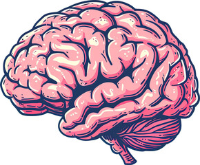 Brain isolated on transparent background. PNG