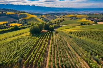Fotobehang Aerial View of Colorful Vineyards  Drone photography capturing colorful vineyards from above, lush greenery © Amlumoss