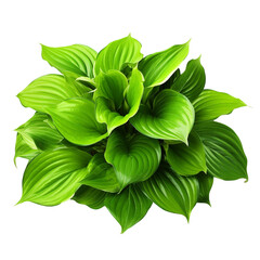 Green leaves hosta plant bush clip art - obrazy, fototapety, plakaty